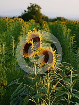 Sunflowers in Tuscany.