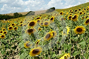 Sunflowers in Tuscany farm