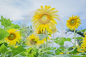 Sunflowers under the blue sky