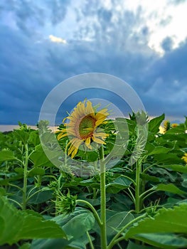 Sunflowers Under Blue Sky With Clouds