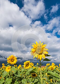 Sunflowers under the sky