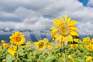 Sunflowers under the sky