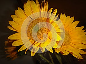 Sunflowers UpClose and Black Background