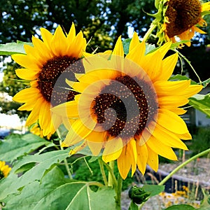 Sunflowers in Urban garden