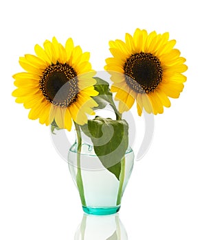 Sunflowers in vase