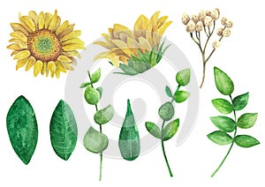 Sunflowers vector clipart. Rustic flowers clip art watercolor