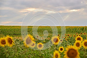 Sunflowers on village field against amazing sky.