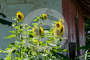 Sunflowers in village house garden on sunny summer day