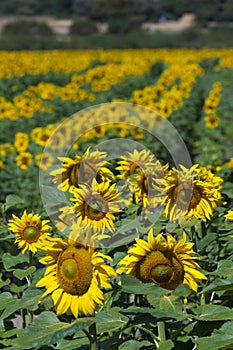 Sunflowers in Villarcayo photo