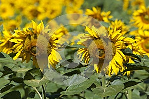 Sunflowers, Villarcayo photo
