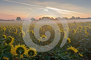 Sunflowers waiting for sunrise on a misty morning