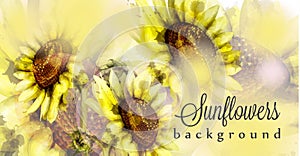 Sunflowers watercolor background Vector. Floral spring decors