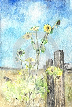 Sunflowers watercolor painting