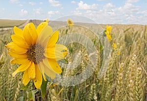 Sunflowers and Wheat photo