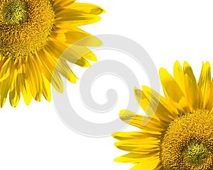 Sunflowers on white