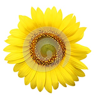 Sunflowers with white background