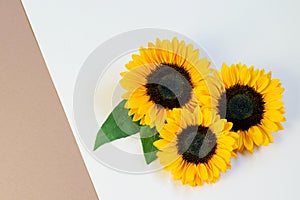 Sunflowers on the white beige paper background. Nice creative greeting card design