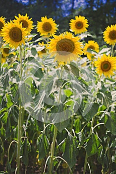 Sunflowers wide open yellow petals