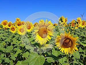 Sunflowers and wind turbines under the blue sky