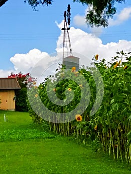 Sunflowers  windmill Texas blue sky