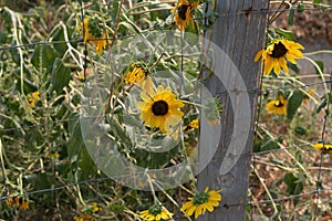 Sunflowers by a wire fence in late summer