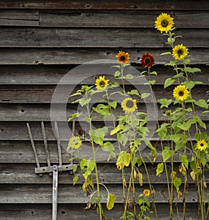 Sunflowers and Wood Pitchfork on Barn Wall