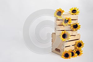 Sunflowers on wooden crates background