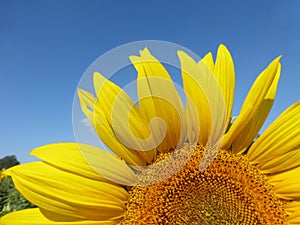 Sunflowers, zonnebloemen (Helianthus annuus)