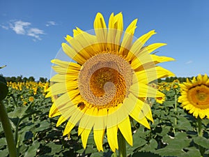 Sunflowers, zonnebloemen (Helianthus annuus)