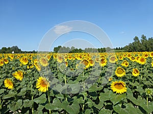 Sunflowers, zonnebloemen (Helianthus annuus)