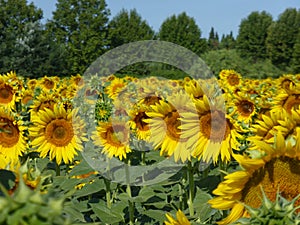 Sunflowers, zonnebloemen (Helianthus annuus)