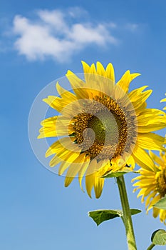 Sunflowersgarden,yellowflowers