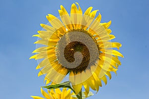 Sunflowersgarden,yellowflowers