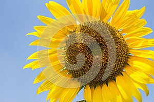 Sunflowersgarden,yellowflowers