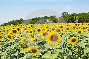 Sunflowersgarden,yellowflowers