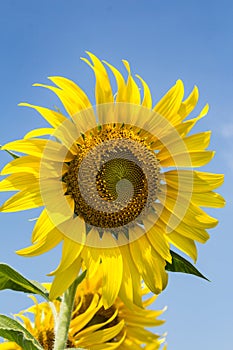 Sunflowersgarden,yellowflowers