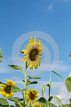 Sunflowersgarden,yellowflowers