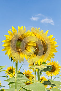 Sunflowersgarden,yellowflowers