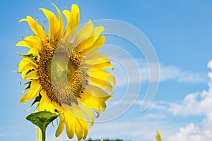 Sunflowersgarden,yellowflowers