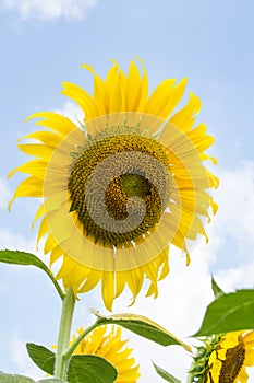 Sunflowersgarden,yellowflowers