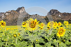 Sunflowersgarden,yellowflowers