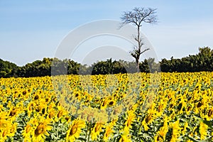 Sunflowersgarden,yellowflowers