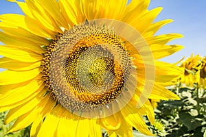 Sunflowersgarden,yellowflowers