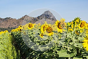 Sunflowersgarden,yellowflowers