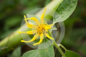 Sunflowersgarden,yellowflowers