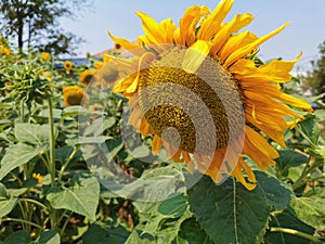 Sunflowerâ€‹ bloming head