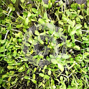 Sunfolwer for cooking