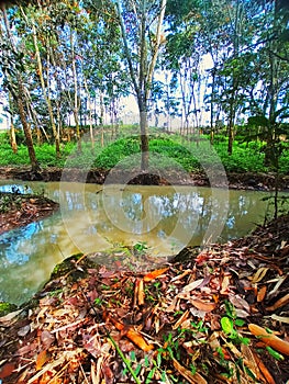 Sungai Kecil di Desa photo