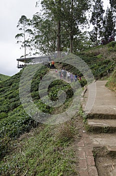 Sungai Palas BOH Tea House, one of the most visited tea house by tourists in Cameron Highland, Malaysia