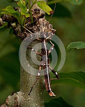 Sungaya inexpectata lowland, female